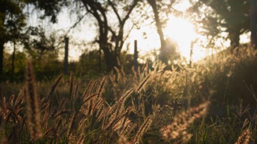 Golden Hour Grass Meadow at Sunset 4K Wallpaper