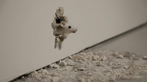 Cute White Mouse Peeking Through Hole in Wall 4K Desktop Wallpaper