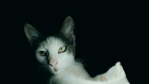 Stunning Cat Portrait Against Dark Background 4K Wallpaper