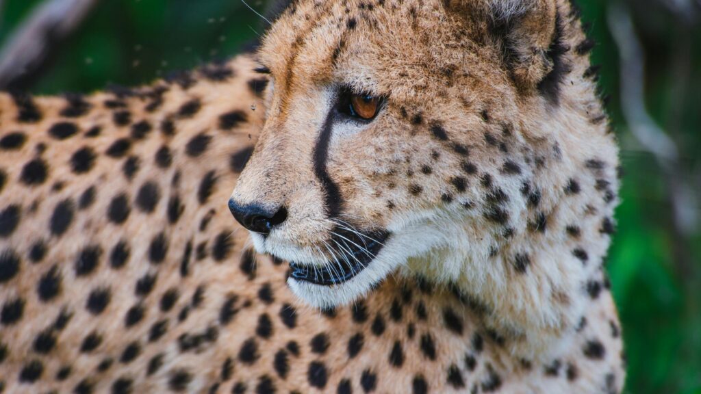 Stunning Cheetah Close-up Portrait Nature Wildlife 4K Wallpaper