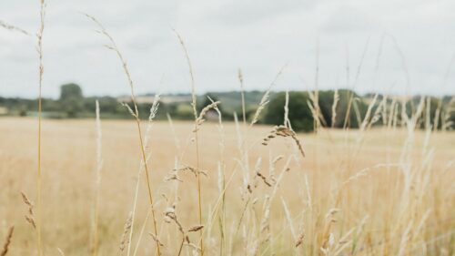Golden Wheat Field Close-up Under Cloudy Sky 4K Wallpaper