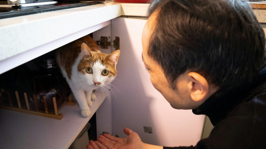 Man Reaching Out to His Curious Ginger and White Cat Desktop Wallpaper