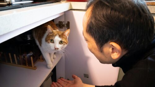 Man Reaching Out to His Curious Ginger and White Cat Desktop Wallpaper
