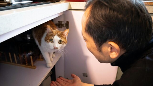 Man Reaching Out to His Curious Ginger and White Cat Desktop Wallpaper