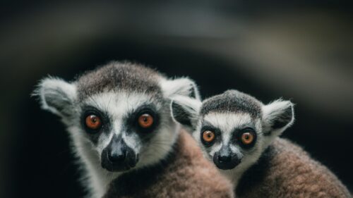Two Adorable Ring-Tailed Lemurs Portrait 4K Desktop Wallpaper
