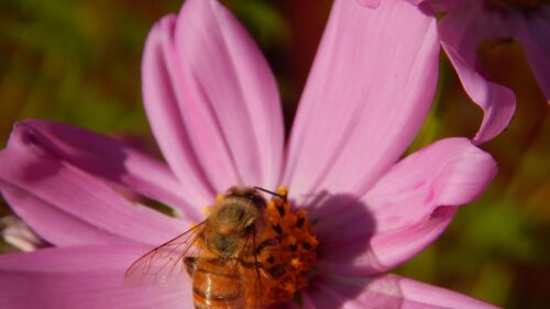 Macro Bee Collecting Pollen on a Pink Cosmos Flower 4K Wallpaper