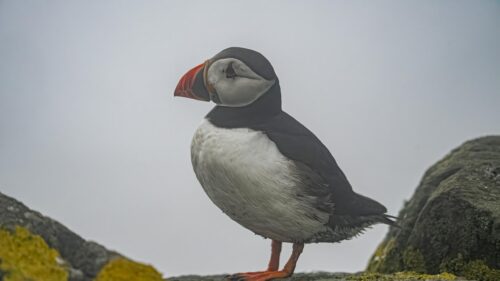 Stunning Atlantic Puffin Standing on Rocky Cliff Desktop Wallpaper