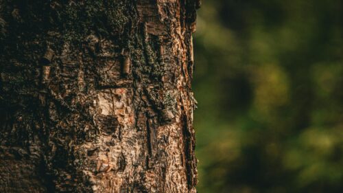 Macro Tree Bark Texture with Mossy Details 4K Desktop Wallpaper