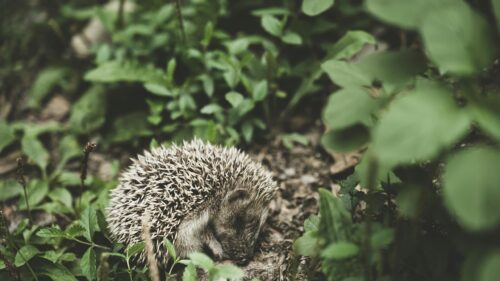 Cute Wild Hedgehog Resting in Green Forest Foliage PC Wallpaper