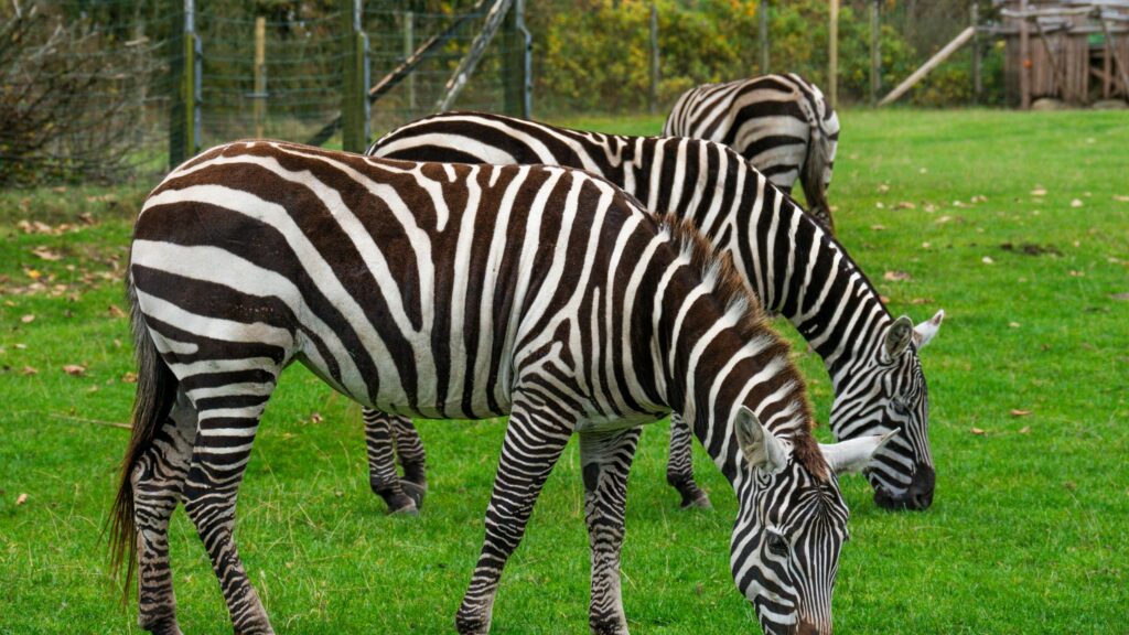 Zebras Grazing Together in Lush Green Field Desktop Wallpaper