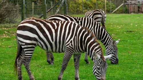 Zebras Grazing Together in Lush Green Field Desktop Wallpaper