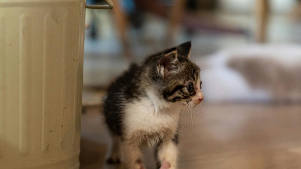 Cute Little Tabby Kitten Walking on Wooden Floor Desktop Wallpaper