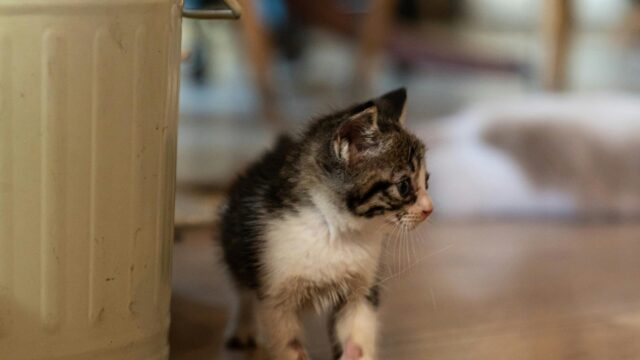 Cute Little Tabby Kitten Walking on Wooden Floor Desktop Wallpaper