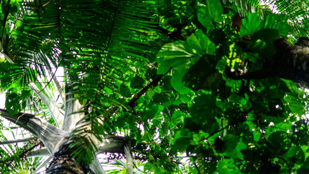 Lush Tropical Palm Tree Canopy Low Angle View 4K Wallpaper