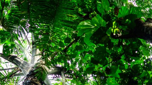 Lush Tropical Palm Tree Canopy Low Angle View 4K Wallpaper
