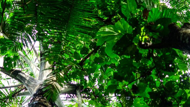 Lush Tropical Palm Tree Canopy Low Angle View 4K Wallpaper
