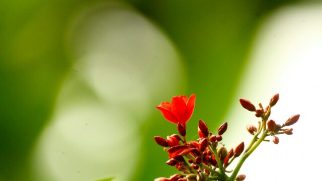 Macro Photography of a Delicate Red Peregrina Flower 4K Wallpaper