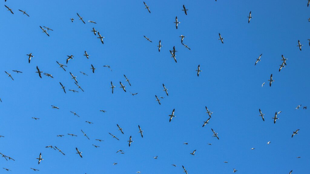 Stunning Flock of Sea Birds Flying in a Clear Blue Sky 4K Wallpaper