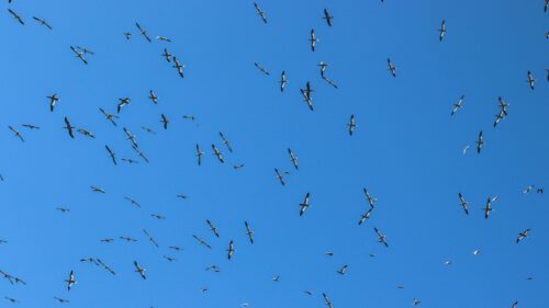 Stunning Flock of Sea Birds Flying in a Clear Blue Sky 4K Wallpaper
