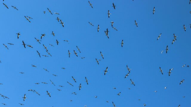 Stunning Flock of Sea Birds Flying in a Clear Blue Sky 4K Wallpaper