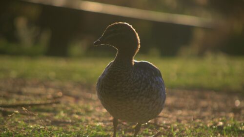 Golden Hour Australian Wood Duck Silhouette PC Wallpaper