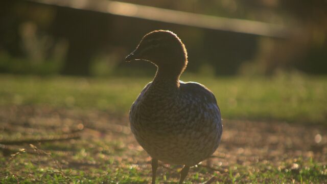 Golden Hour Australian Wood Duck Silhouette PC Wallpaper