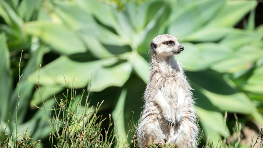 Alert Meerkat Standing Guard in Nature Landscape PC Wallpaper