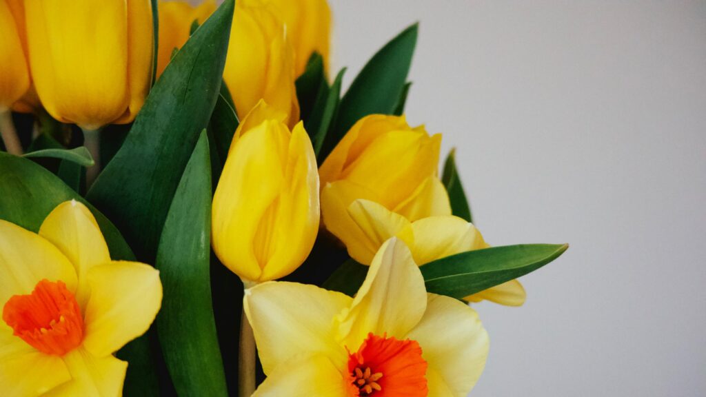 Bright Yellow Tulips and Daffodils Spring Flower Bouquet Desktop Wallpaper