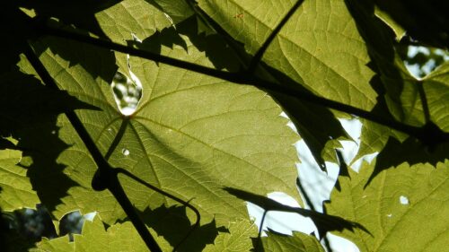 Sunlight Piercing Through Lush Green Grape Leaves Desktop Wallpaper