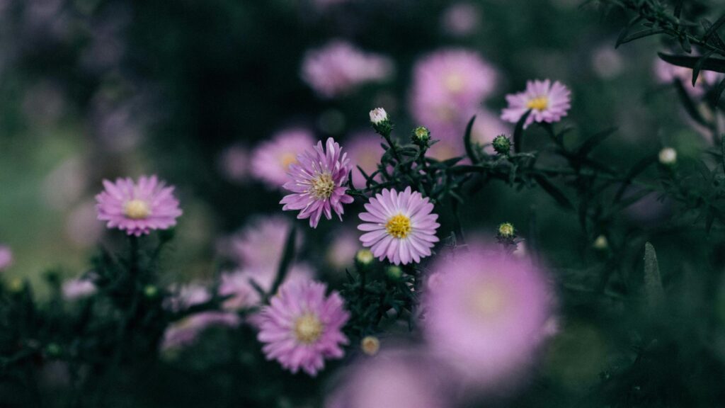 Beautiful Purple Aster Flowers Macro Shot 4K Desktop Wallpaper