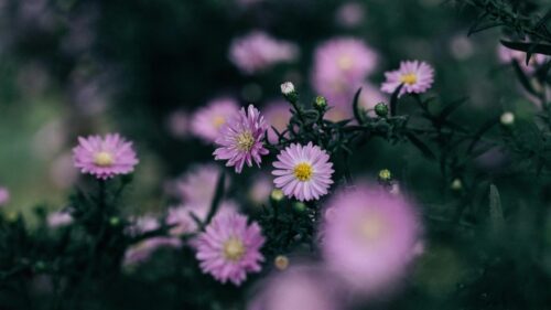 Beautiful Purple Aster Flowers Macro Shot 4K Desktop Wallpaper