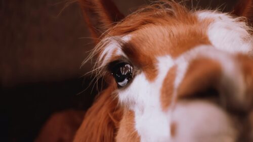 Close-up Alpaca Eye Macro Photography 4K Wallpaper
