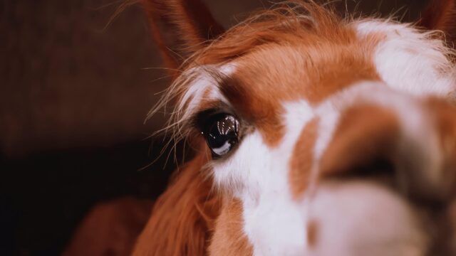 Close-up Alpaca Eye Macro Photography 4K Wallpaper