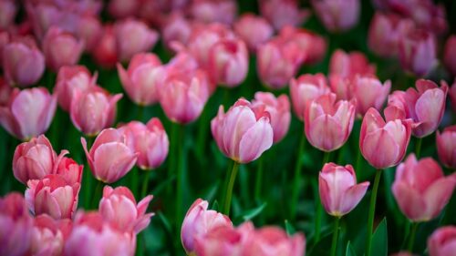Stunning Field of Soft Pink Tulips in Full Bloom 4K Wallpaper
