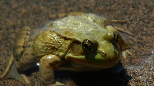 Close-up Bullfrog Resting in Clear Shallow Water Desktop Wallpaper