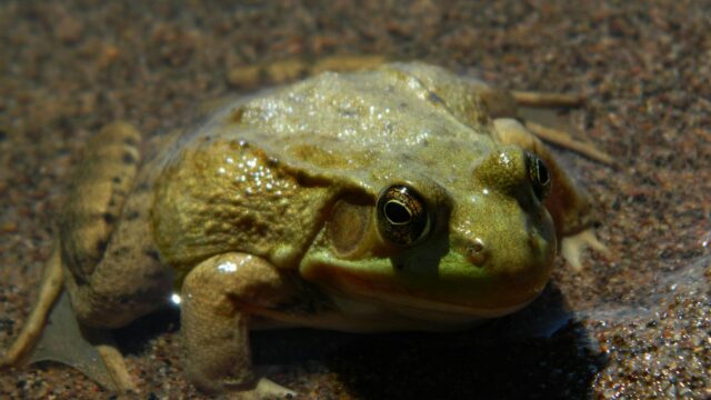 Close-up Bullfrog Resting in Clear Shallow Water Desktop Wallpaper