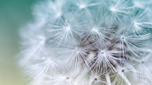 Macro Close-Up of Dandelion Seeds in Soft Teal and White 4K Wallpaper