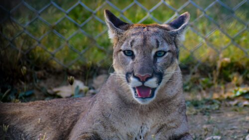 Majestic Cougar Staring with Intense Blue Eyes 4K Desktop Wallpaper