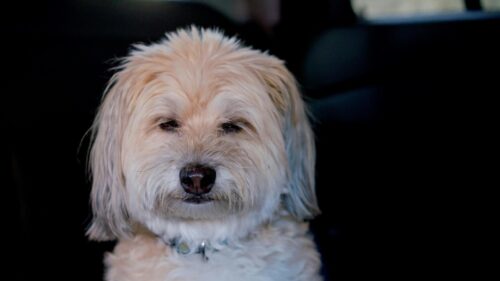 Cute Fluffy Dog with Sleepy Eyes Looking at Camera Desktop Wallpaper