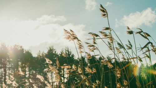 Golden Tall Grass Reeds Under Soft Sunny Sky 4K Desktop Wallpaper