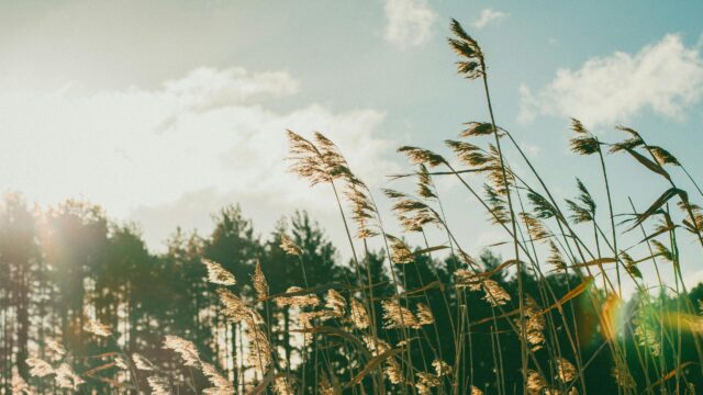 Golden Tall Grass Reeds Under Soft Sunny Sky 4K Desktop Wallpaper