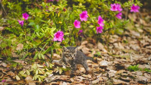 Tiny Tabby Kitten Walking in a Garden with Pink Flowers Desktop Wallpaper
