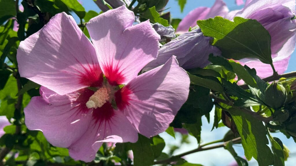 Stunning Pink Hibiscus Flower Close-up Nature PC Wallpaper