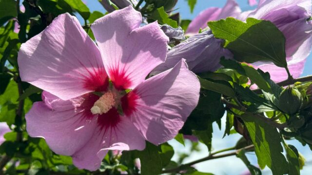 Stunning Pink Hibiscus Flower Close-up Nature PC Wallpaper