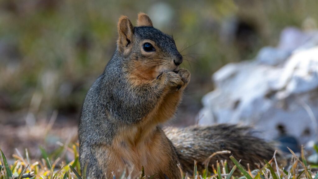 Close-up Portrait of a Cute Squirrel Eating in the Grass 4K Wallpaper