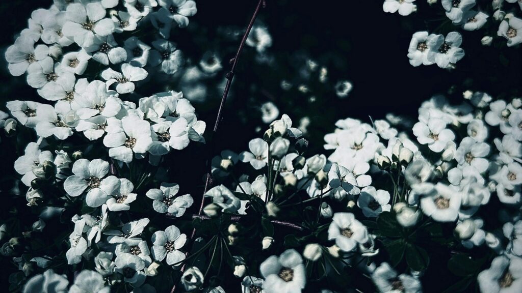 Stunning White Spirea Flower Clusters Macro 4K Wallpaper