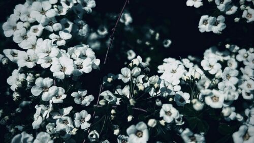 Stunning White Spirea Flower Clusters Macro 4K Wallpaper