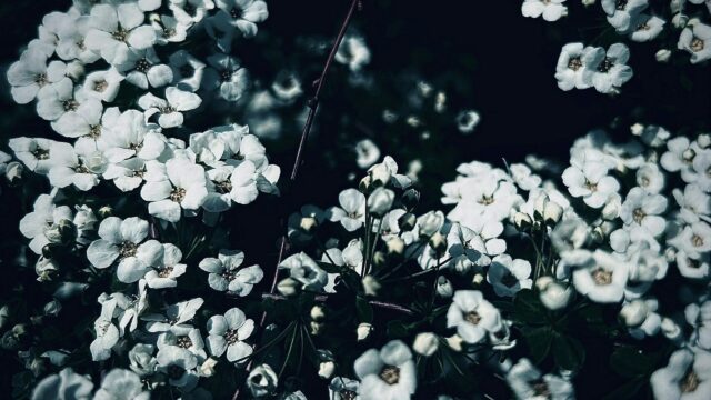 Stunning White Spirea Flower Clusters Macro 4K Wallpaper