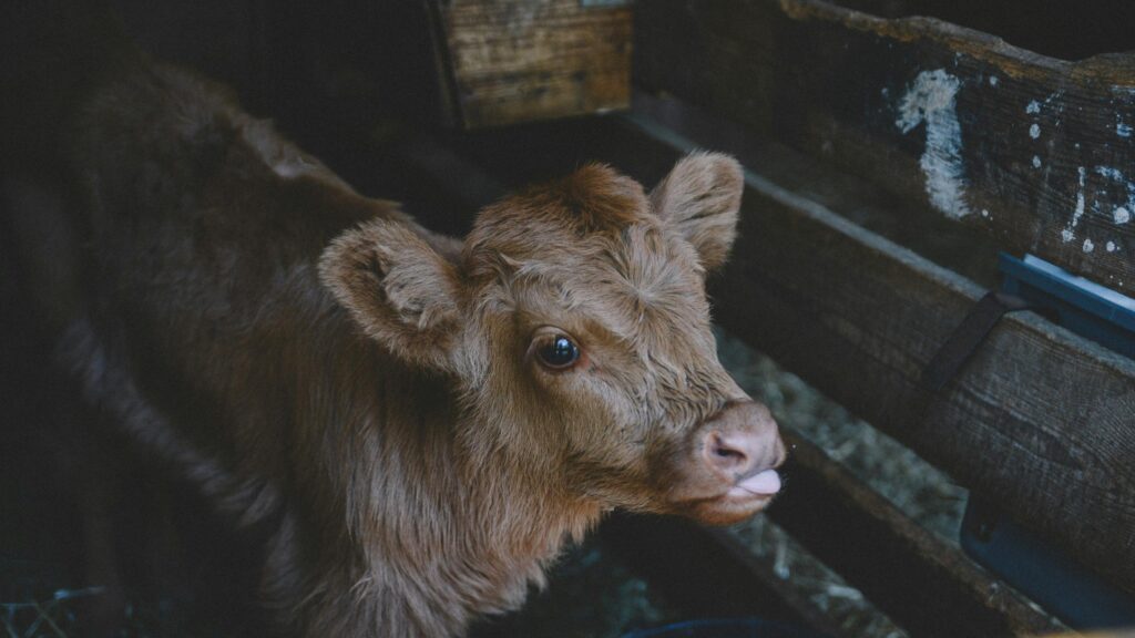 Cute Baby Calf With Tongue Out Portrait 4K Desktop Wallpaper