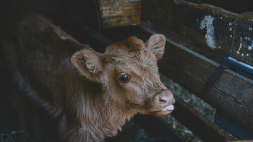 Cute Baby Calf With Tongue Out Portrait 4K Desktop Wallpaper